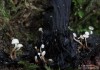 penízovka hlíznatá (Houby), Collybia tuberosa (Fungi)